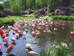 Flamigos im Vogelpark Walsrode