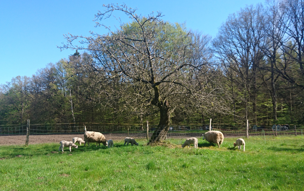 Schafe mit Lämmern auf der Weide am Dreweshof in Meßhausen